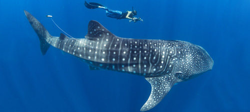 Whale shark with Argos tag