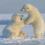 young polar bears
