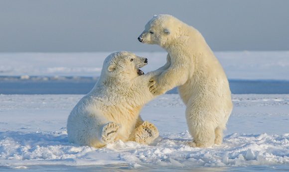 young polar bears