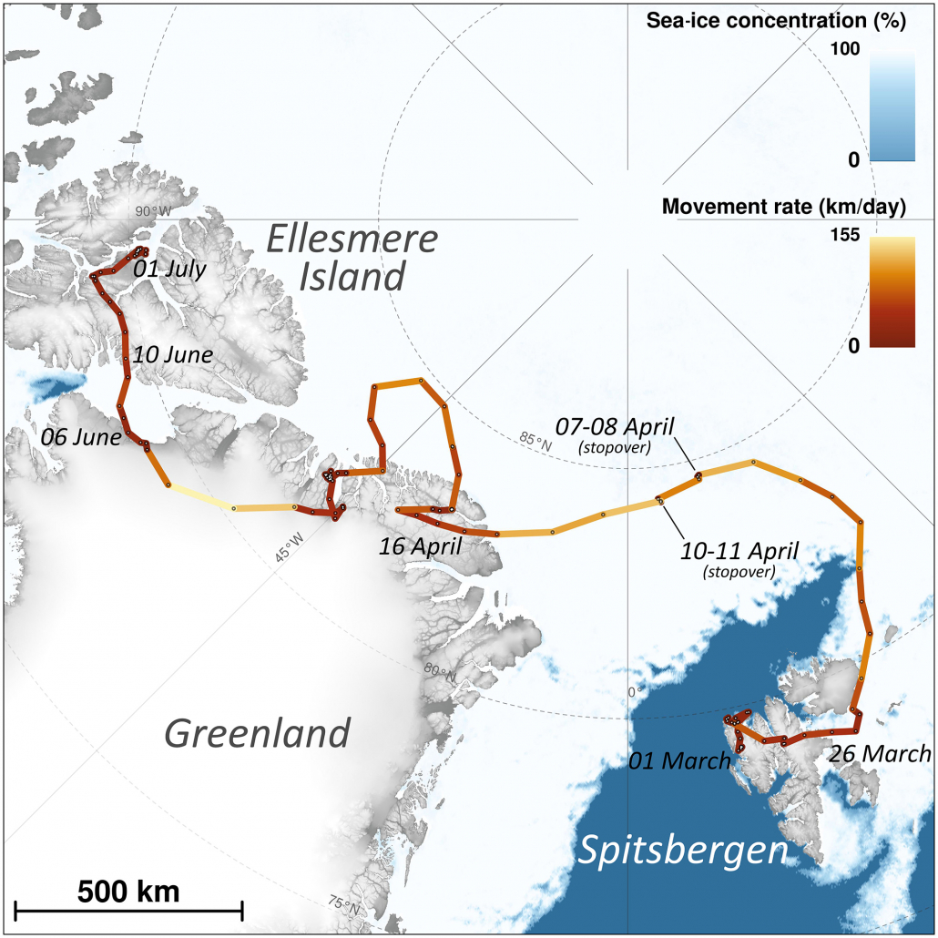 The travel of the young female Arctic fox between 1 March 2018 and ending when she settled on Ellesmere Island, after 4415 km