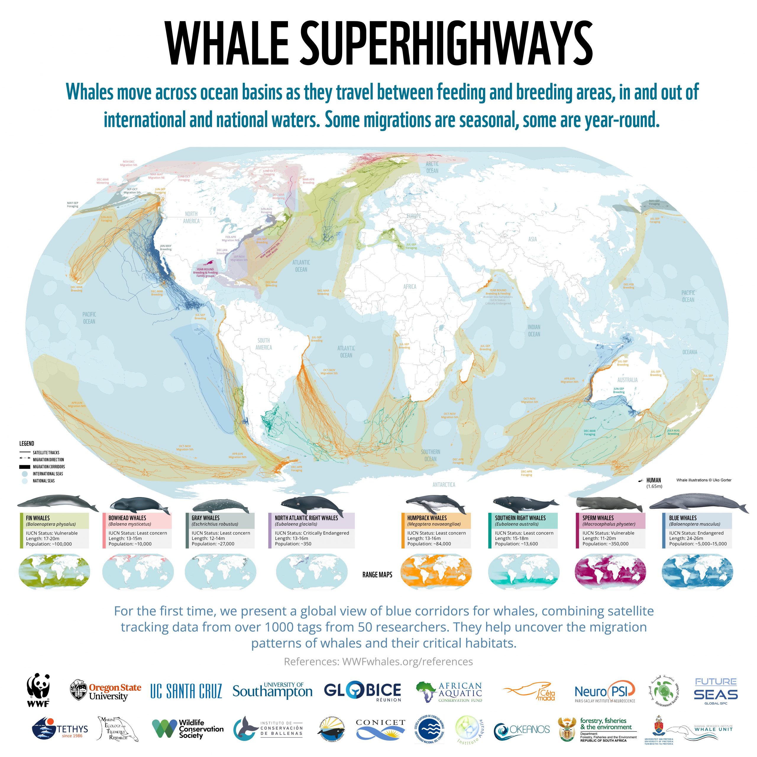 voies migratoires des baleines