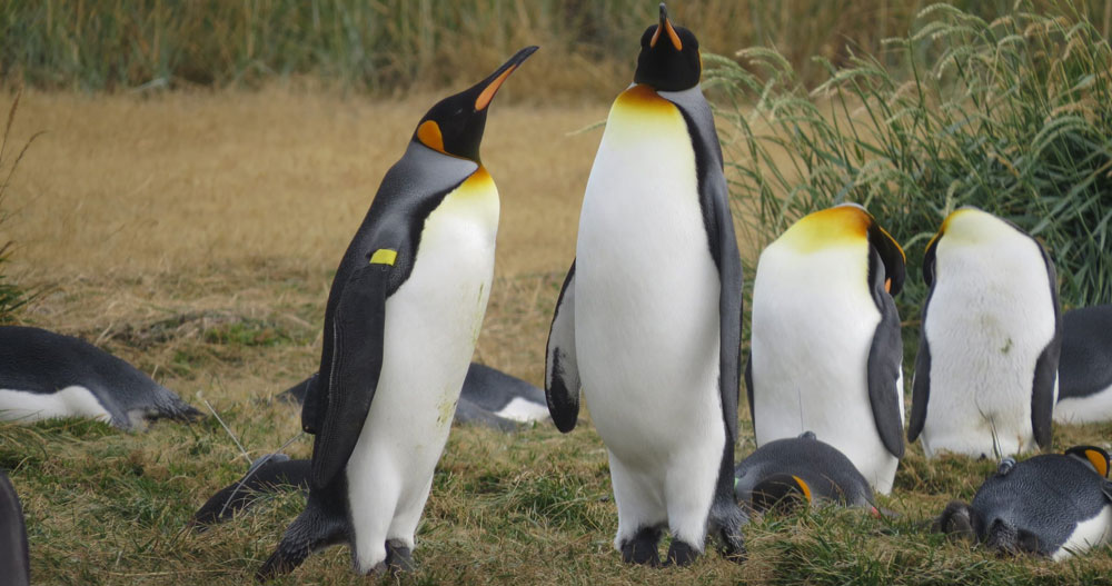 A new king penguin colony in Magellan Strait?