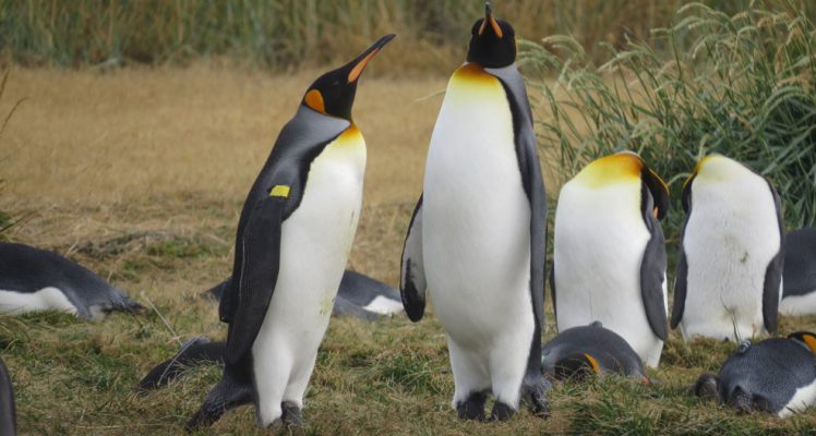 A new king penguin colony in Magellan Strait?
