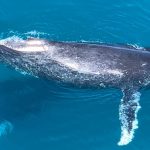 whales (credit Nadia Levenets on unsplash)