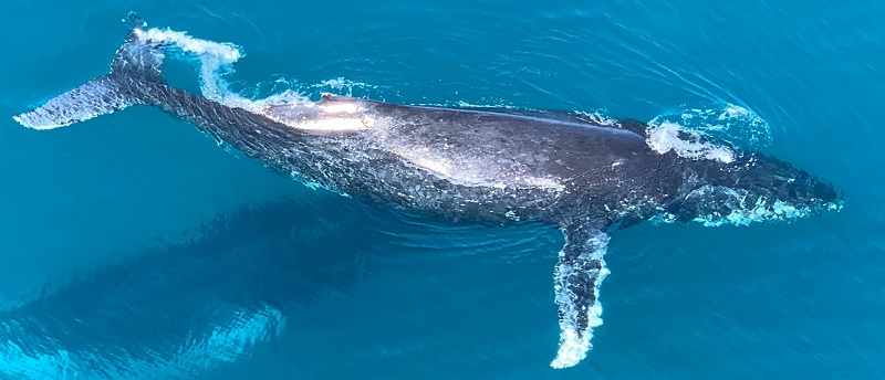 Identifying whale migration routes in the global oceans