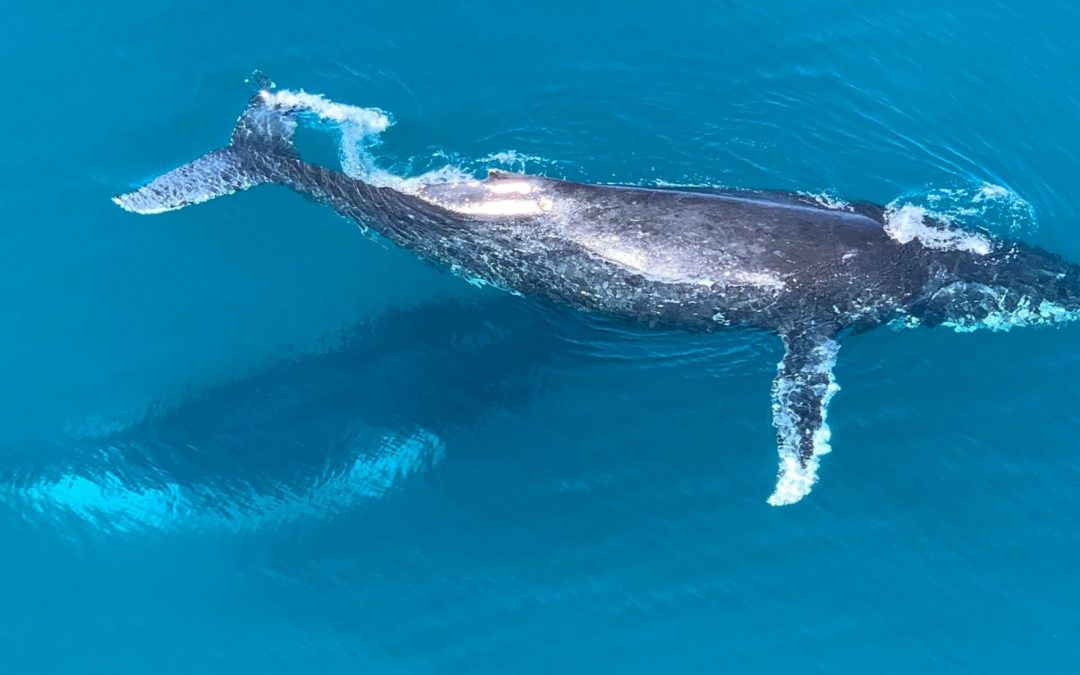 Identifying whale migration routes in the global oceans
