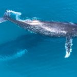 whales