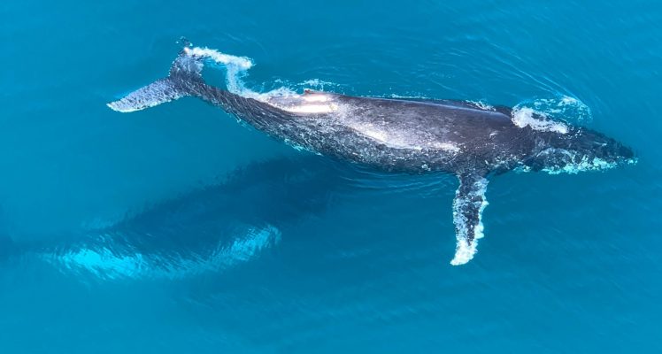 Identifying whale migration routes in the global oceans