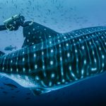 whale shark with a tracking tag