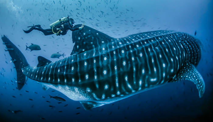 whale shark with a tracking tag