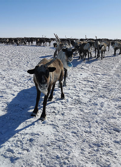 Reindeer