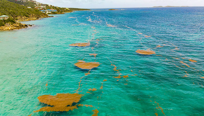 sargassum