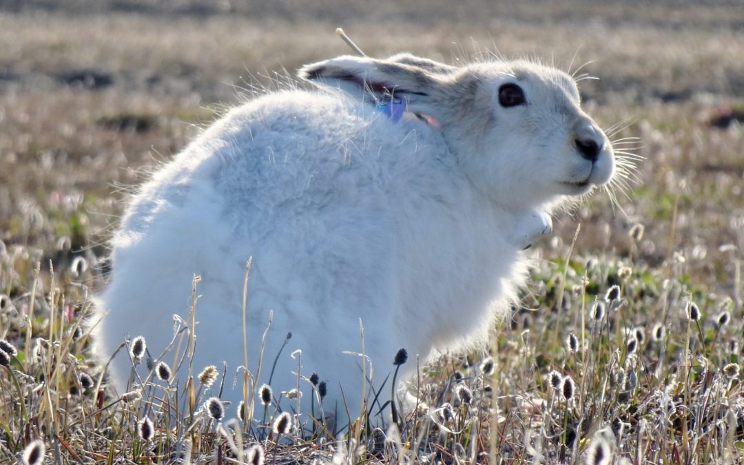 Are the Arctic hares migrating?
