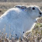 An arctic hare with an Argos PTT
