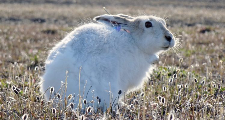 Are the Arctic hares migrating?