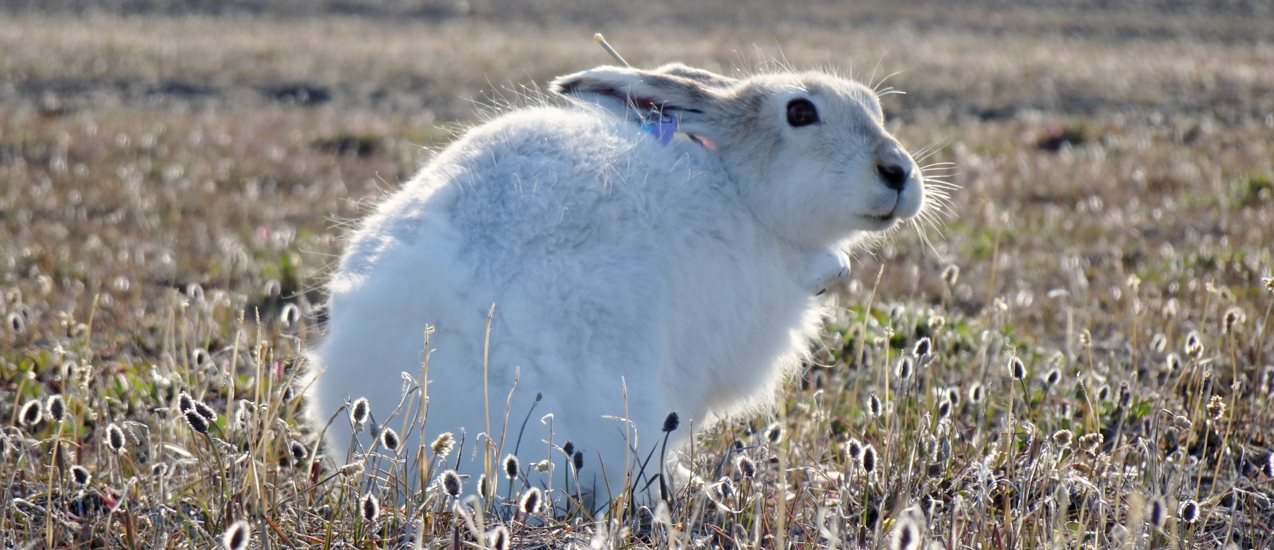 An arctic hare with an Argos PTT