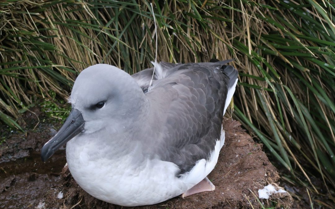 Juvenile grey-headed albatrosses learn to decode their environment