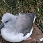 A juvenile grey-headed albatross close to fledging with an Argos PTT (Mark Whiffin)