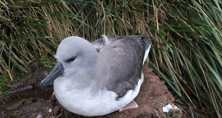 Juvenile grey-headed albatrosses learn to decode their environment