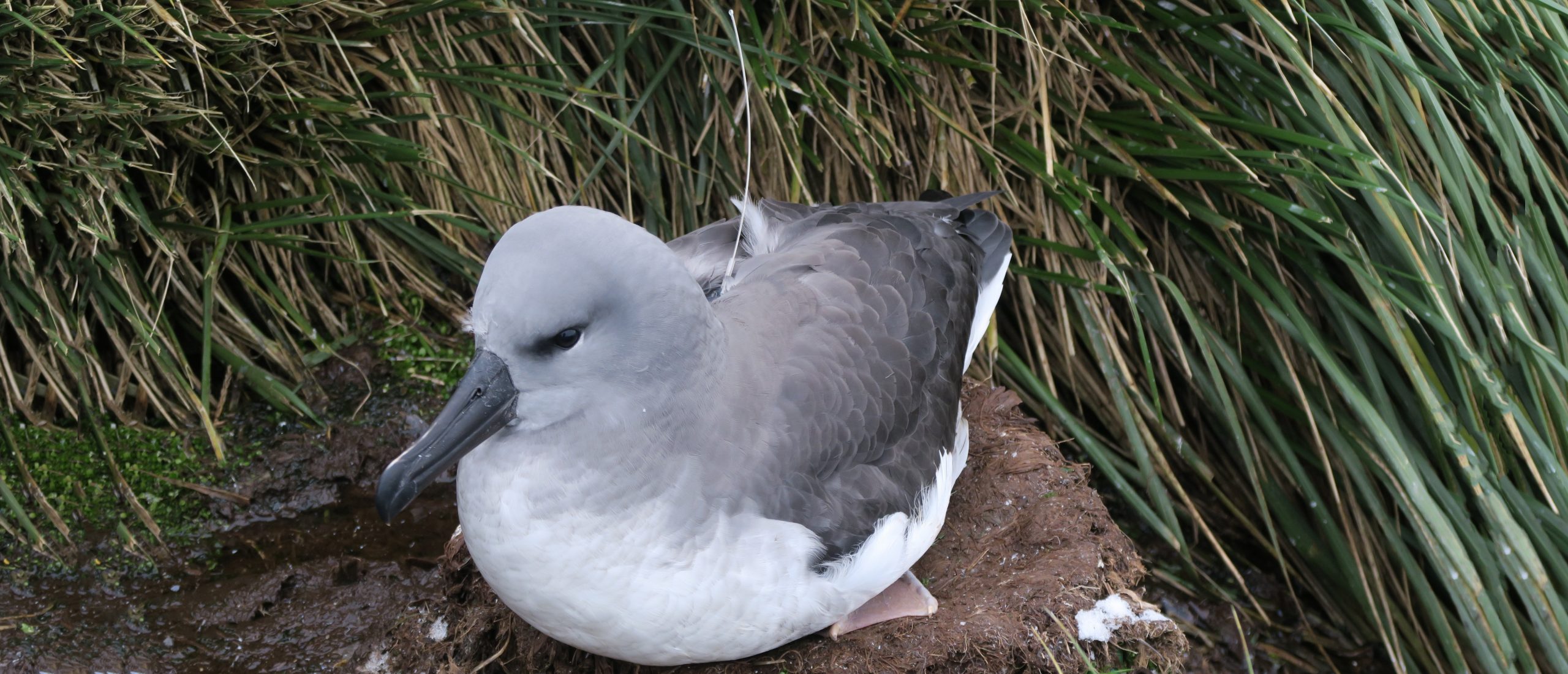 A juvenile grey-headed albatross close to fledging with an Argos PTT (Mark Whiffin)