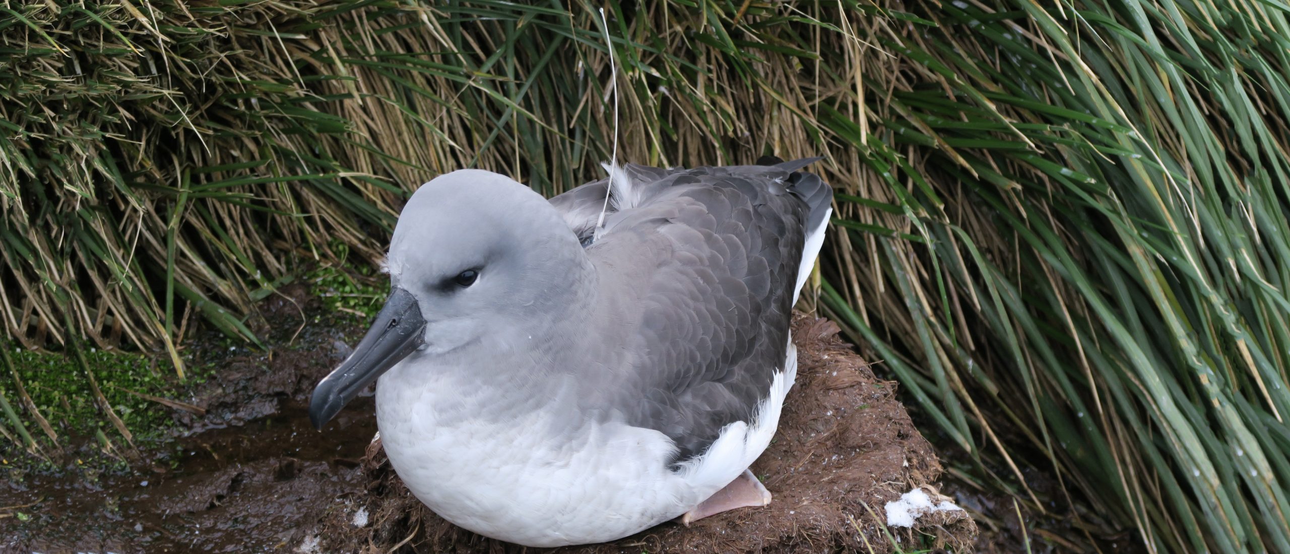 a juvenile grey-headed albatross close to fledging with an Argos PTT