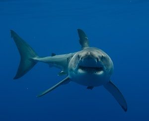 Shark week: Dr. Gregory Skomal talks tagging and what the future constellation will bring