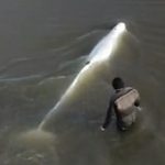 Release of a satellite-tagged adult male beluga whale from this study (credit Greg Elias)