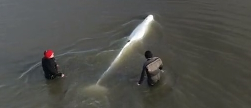 Release of a satellite-tagged adult male beluga whale from this study (credit Greg Elias)