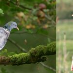Photos: woodpigeon without and with an Argos PTT (credit resp. Dominique Gest and François Sabathé)