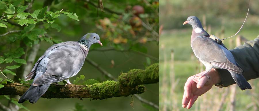 Photos: woodpigeon without and with an Argos PTT (credit resp. Dominique Gest and François Sabathé)