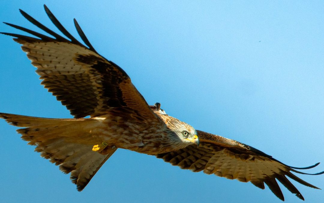 Red Kites wintering in Spain