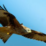 a red kite (copyright: Vicente Urios)