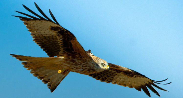 Red Kites wintering in Spain