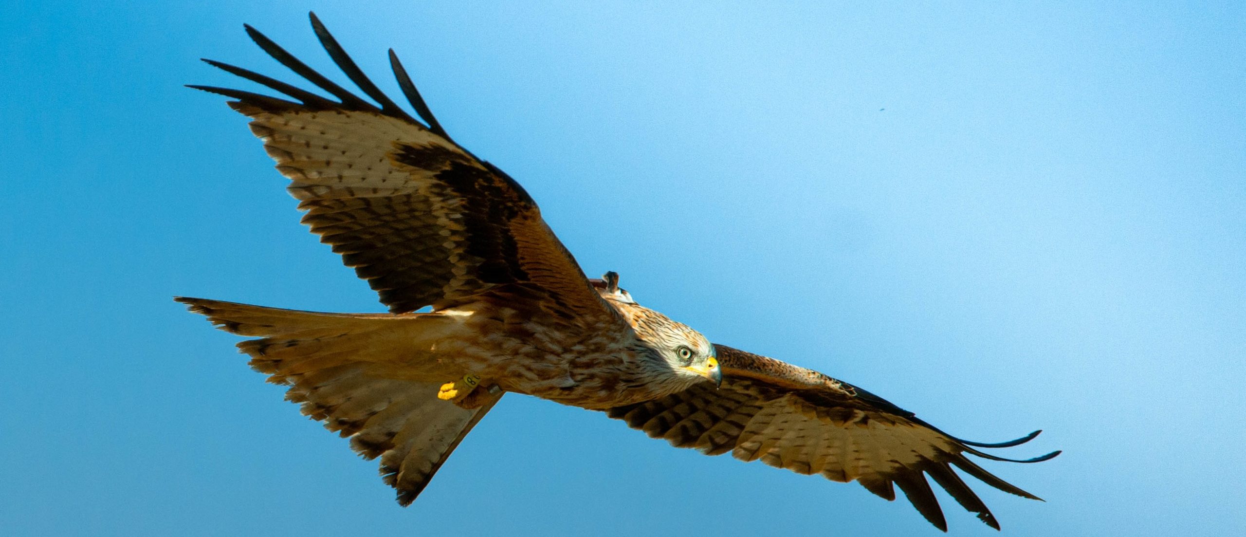 a red kite (copyright: Vicente Urios)