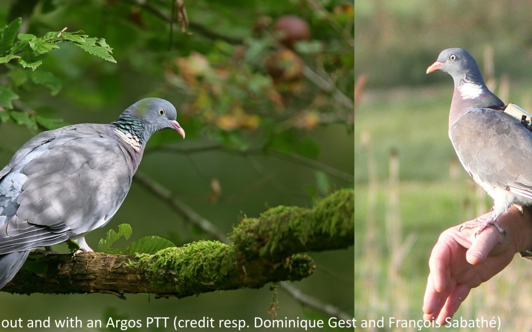 Common Woodpigeons keep their breeding sites, change their wintering ones