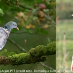 Photos: woodpigeon without and with an Argos PTT (credit resp. Dominique Gest and François Sabathé)