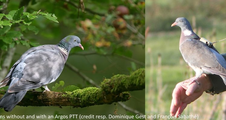 Common Woodpigeons keep their breeding sites, change their wintering ones