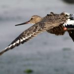 a Hudsonian godwit equipped with an Argos PTT