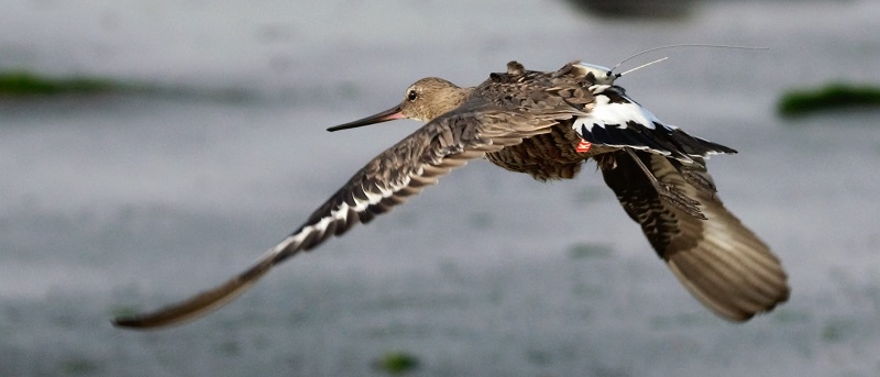 a Hudsonian godwit equipped with an Argos PTT