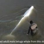 Release of a satellite-tagged adult male beluga whale from this study (credit Greg Elias)