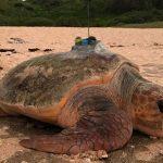 a loggerhead turtle with an Argos PTT (credit Junichi Okuyama)