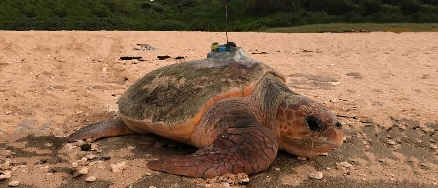 a loggerhead turtle with an Argos PTT (credit Junichi Okuyama)