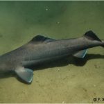 Leafscale Gulper Shark