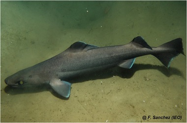 Dog recovers lost Argos tag from a Leafscale Gulper Shark