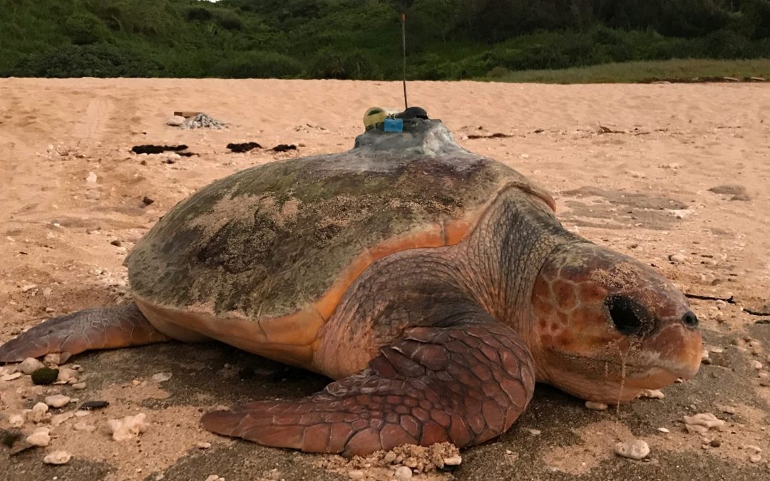 Japan-nesting loggerhead turtles foraging habitats