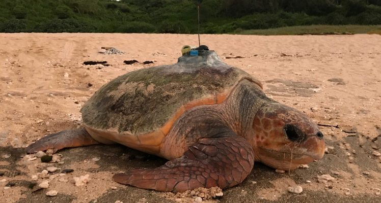 Japan-nesting loggerhead turtles foraging habitats