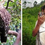 A Philippine eagle in the wild (left) and after being fitted with a satellite transmitter