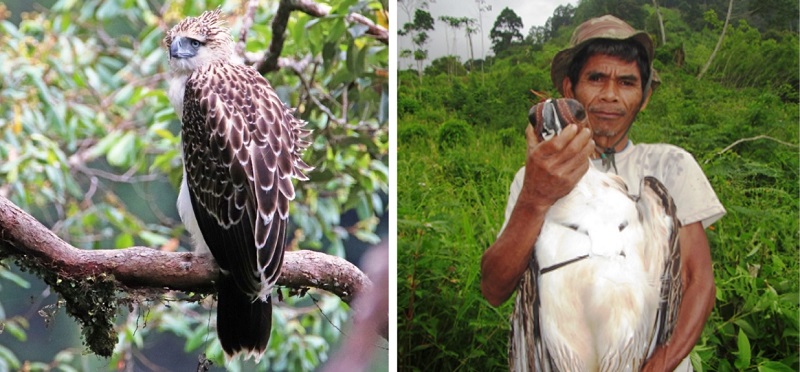 A Philippine eagle in the wild (left) and after being fitted with a satellite transmitter