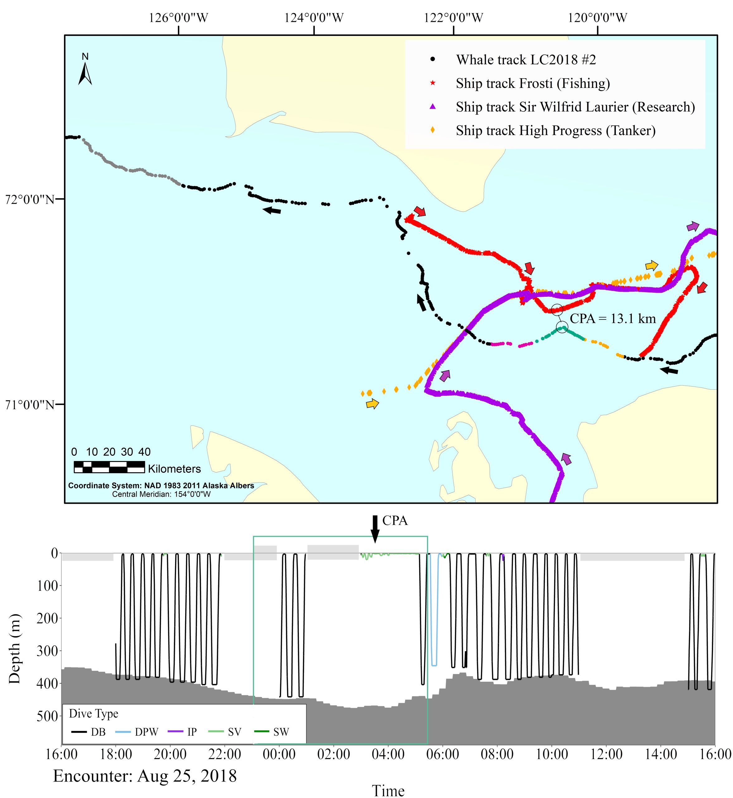 Beluga whale track (in black) and three ship tracks (in red, orange and purple), with arrows indicating the directions, during a close encounter where beluga avoidance behavior was observed. Bottom, dive profile of the beluga, with the closest point of approach (CPA) between the ship and the whale indicated by the black arrow inside the green box which represents the time period when the whale was within 50 km from the ships. Note the change in lateral movement and diving behavior around the time of the CPA (from [Martin et al., 2022]).