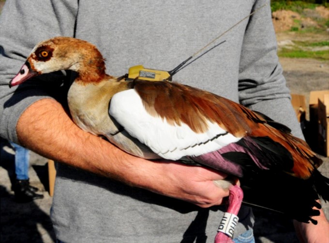 An Egyptian goose with an Argos PTT